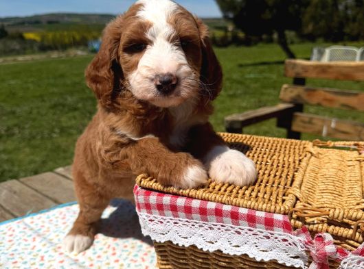 Irkının En Güzel Labradoodle Bebekleri