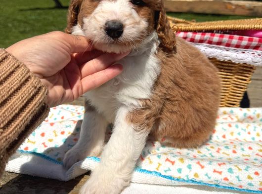 Irkının En Güzel Labradoodle Bebekleri görsel