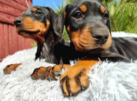 King Boy Irkının En Özel Doberman Yavruları görsel