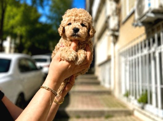 A kalite Maltipo yavrularımız