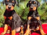 King Boy Irkının En Özel Doberman Yavruları
