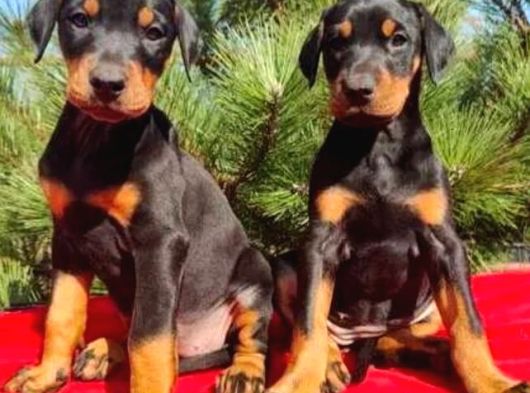 King Boy Irkının En Özel Doberman Yavruları görsel