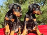 King boy ırkının en özel Doberman yavruları