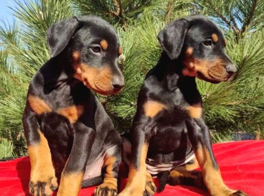 King Boy Irkının En Özel Doberman Yavruları