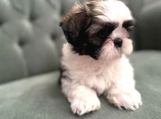 Shihtzu Yavrularımız Irkının En Iyileri görsel