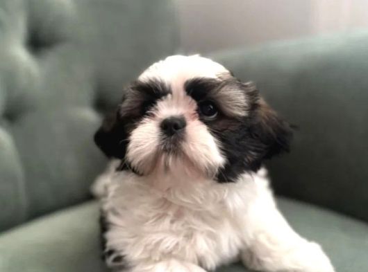 Shihtzu Yavrularımız Irkının En Iyileri görsel