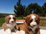 Irkının En Güzel Labradoodle Bebekleri