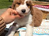 Irkının En Güzel Labradoodle Bebekleri