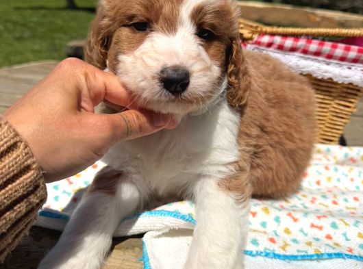 Irkının En Güzel Labradoodle Bebekleri görsel