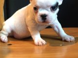 French Buldogg Yavrularımız Safkan Sağlık Garantili