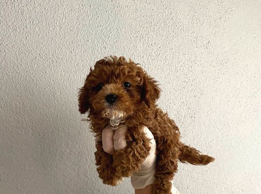 Kilo Garantili Wc Eğitimli Toy Boy Poodle Yavrum görsel