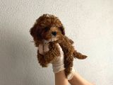 Kilo Garantili Wc Eğitimli Toy Boy Poodle Yavrum