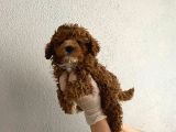 Kilo Garantili Wc Eğitimli Toy Boy Poodle Yavrum