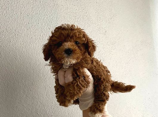 Kilo Garantili Wc Eğitimli Toy Boy Poodle Yavrum görsel