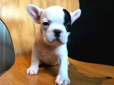 French buldogg yavrularımız safkan sağlık garantili