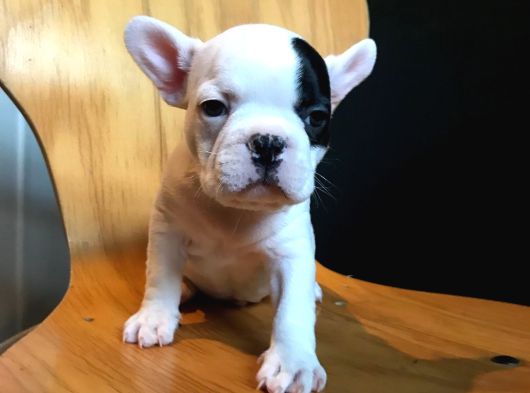French Buldogg Yavrularımız Safkan Sağlık Garantili