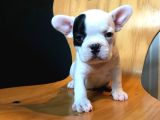 French Buldogg Yavrularımız Safkan Sağlık Garantili