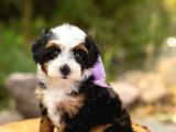 Premium Mini Bernedoodle Yavrularımız