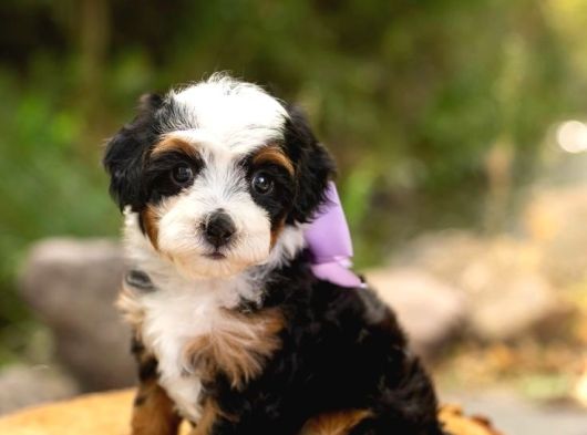 Premium Mini Bernedoodle Yavrularımız görsel