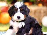 Premium Mini Bernedoodle Yavrularımız