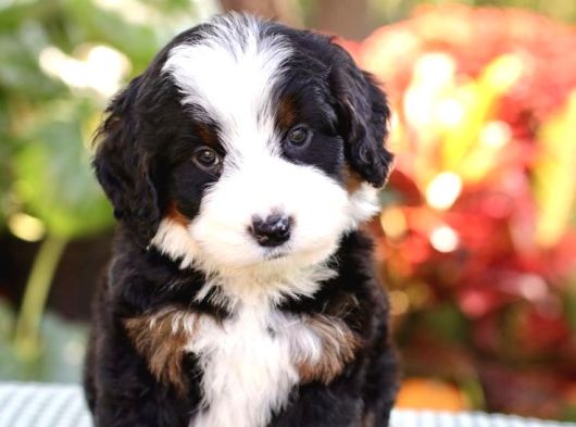 Premium Mini Bernedoodle Yavrularımız görsel