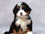 Premium Mini Bernedoodle Yavrularımız
