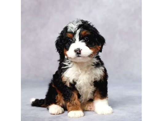 Premium Mini Bernedoodle Yavrularımız