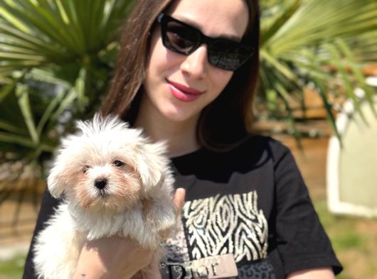 Kaliteli Üretim Çiftliğinden Maltese Terrier Bebekler