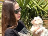 Kaliteli Üretim Çiftliğinden Maltese Terrier Bebekler