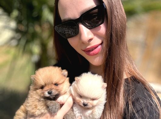Gerçek Boo Face Pomeranian  Sağlık Ve Irk Garantili görsel