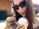 Gerçek Boo Face Pomeranian  Sağlık ve ırk Garantili