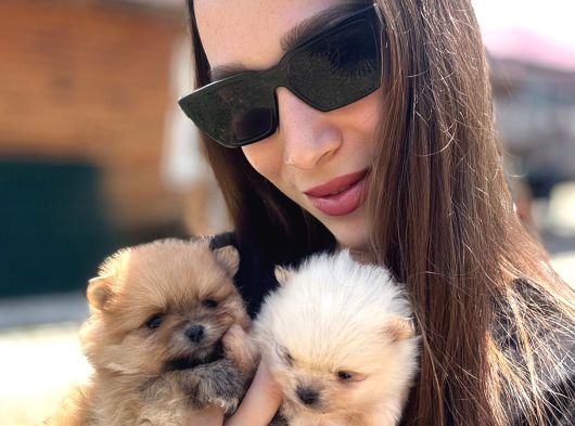 Gerçek Boo Face Pomeranian  Sağlık Ve Irk Garantili