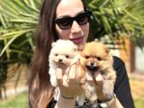 Gerçek Boo Face Pomeranian  Sağlık Ve Irk Garantili
