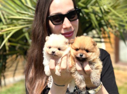 Gerçek Boo Face Pomeranian  Sağlık Ve Irk Garantili görsel