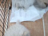 Ailenizin Sevmli Çocukları