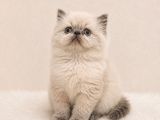 Doll Face İran Himalayan
