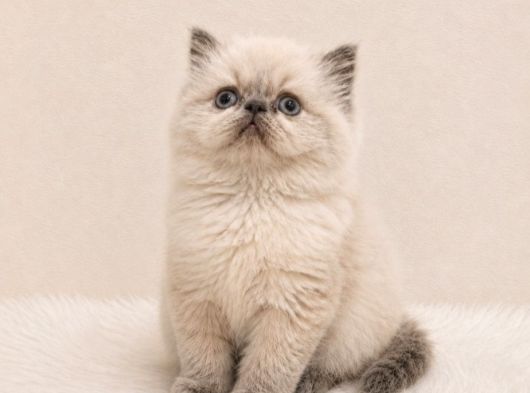 Doll Face İran Himalayan görsel