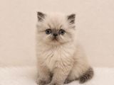 Doll Face İran Himalayan