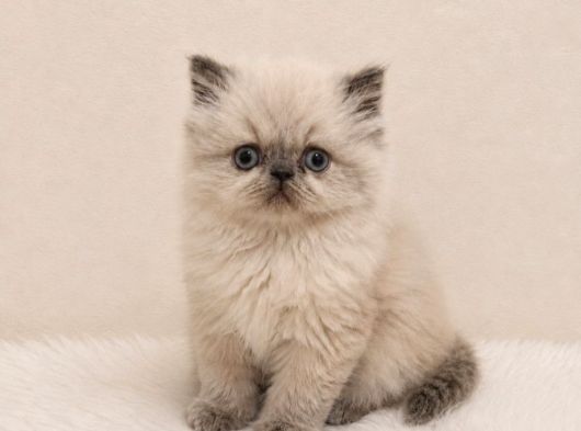 Doll Face İran Himalayan görsel
