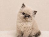 Doll Face İran Himalayan