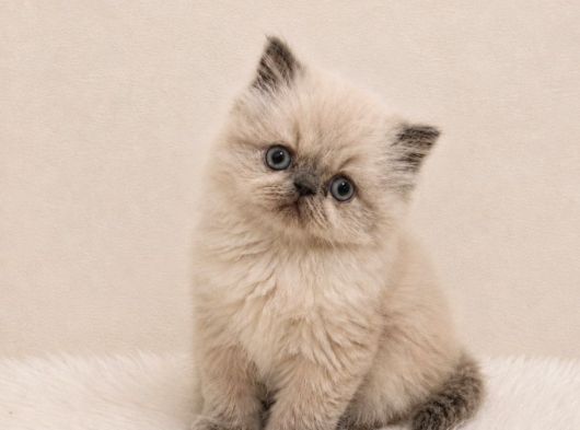 Doll Face İran Himalayan
