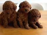 Kore Kan Toy Poodle Yavrular
