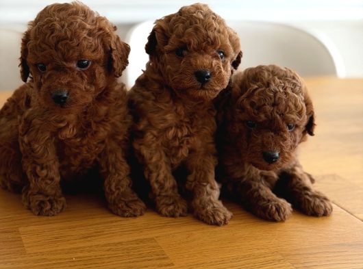 Kore Kan Toy Poodle Yavrular görsel
