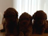 Kore Kan Toy Poodle Yavrular