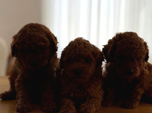 Kore Kan Toy Poodle Yavrular görsel