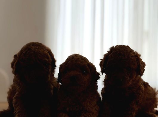 Kore Kan Toy Poodle Yavrular görsel