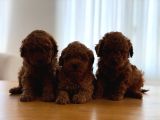 Kore kan Toy Poodle Yavrular