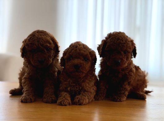 Kore Kan Toy Poodle Yavrular