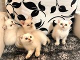 Ayı Surat Efsane Tatlılıkta Kaliteli Yavrularım