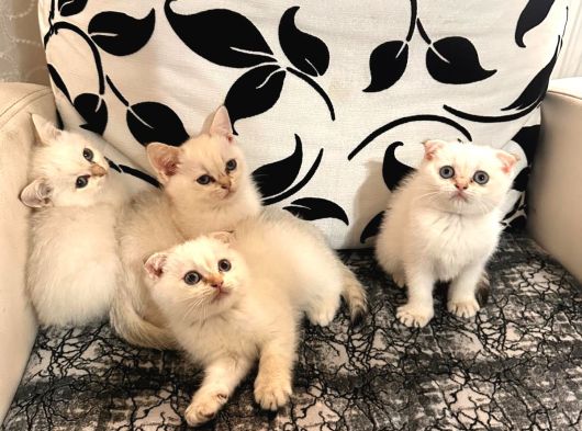 Ayı Surat Efsane Tatlılıkta Kaliteli Yavrularım görsel
